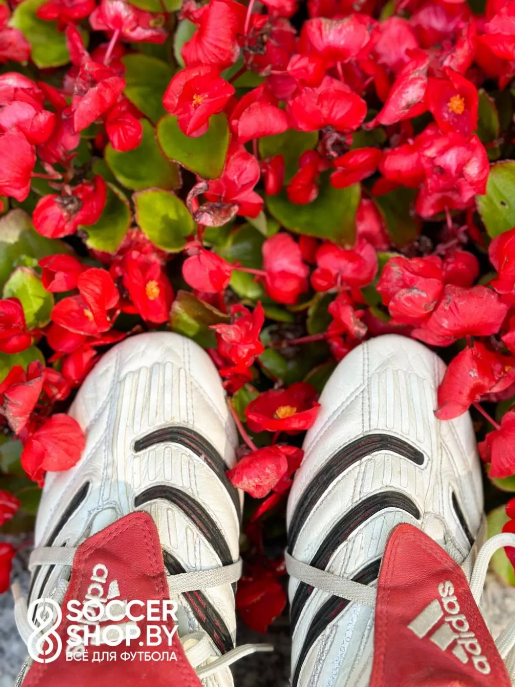 Adidas Predator Absolute TRX